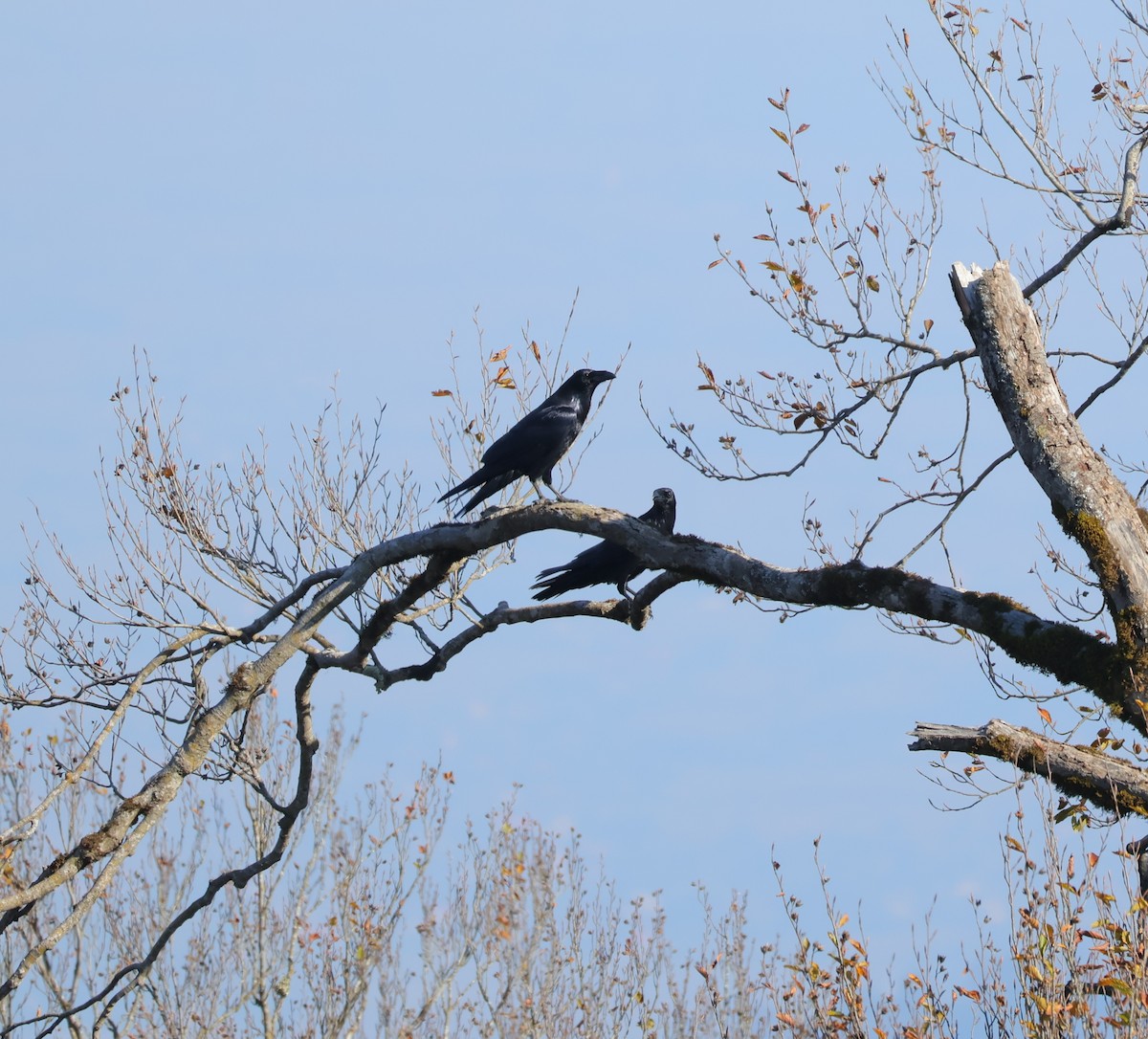 Cuervo Grande - ML645041297