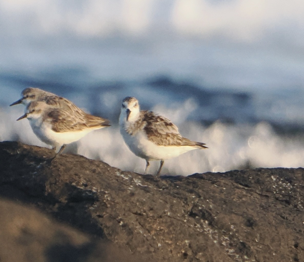 Txirri zuria - ML645041312