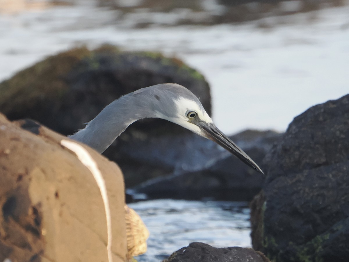 White-faced Heron - ML645041337