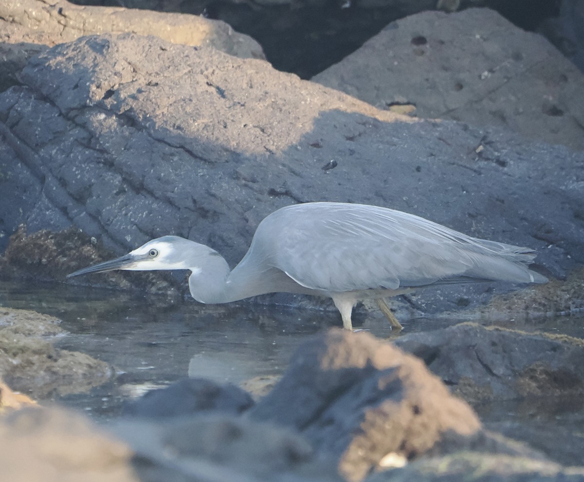 White-faced Heron - ML645041338