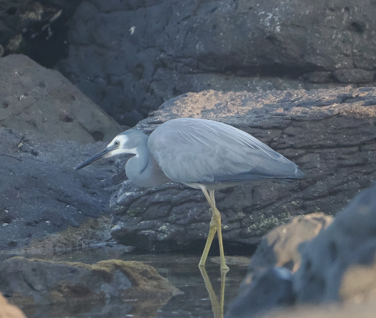 White-faced Heron - ML645041339