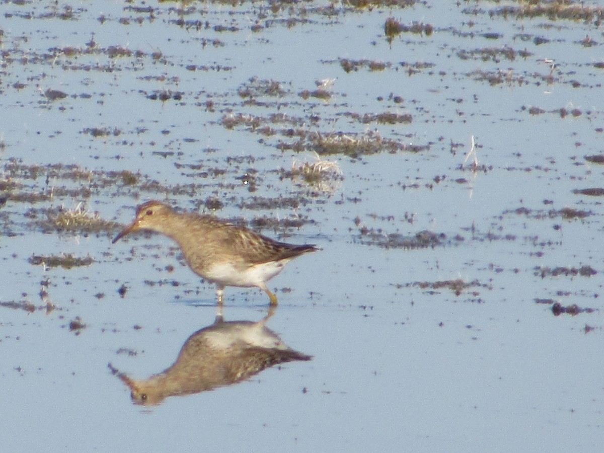 Çizgili Kumkuşu - ML645041341