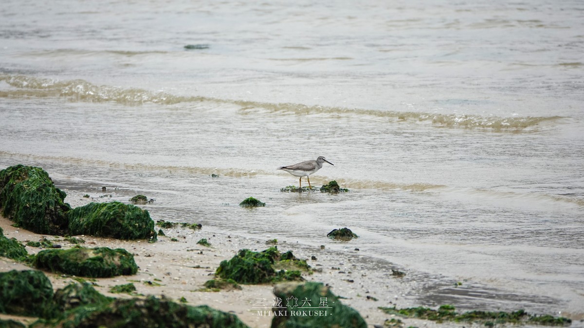 キアシシギ - ML645041345