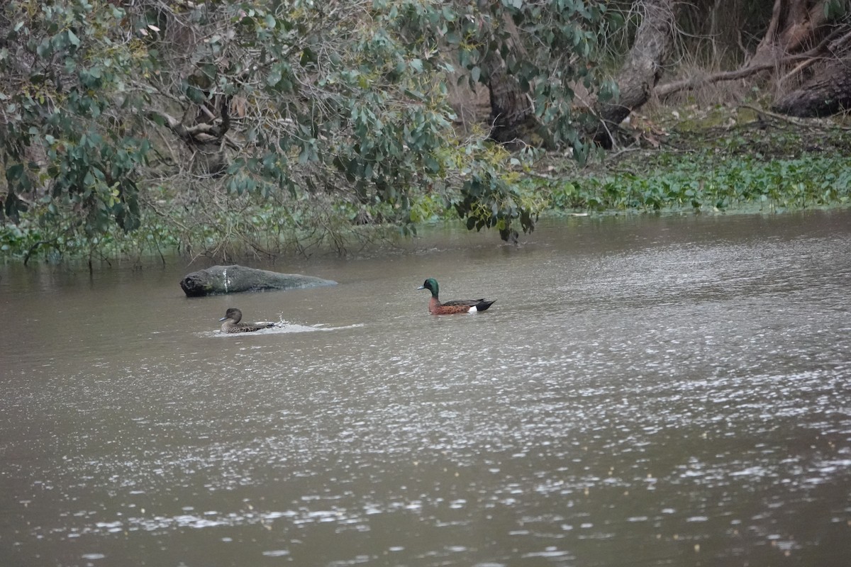 Chestnut Teal - ML645041346