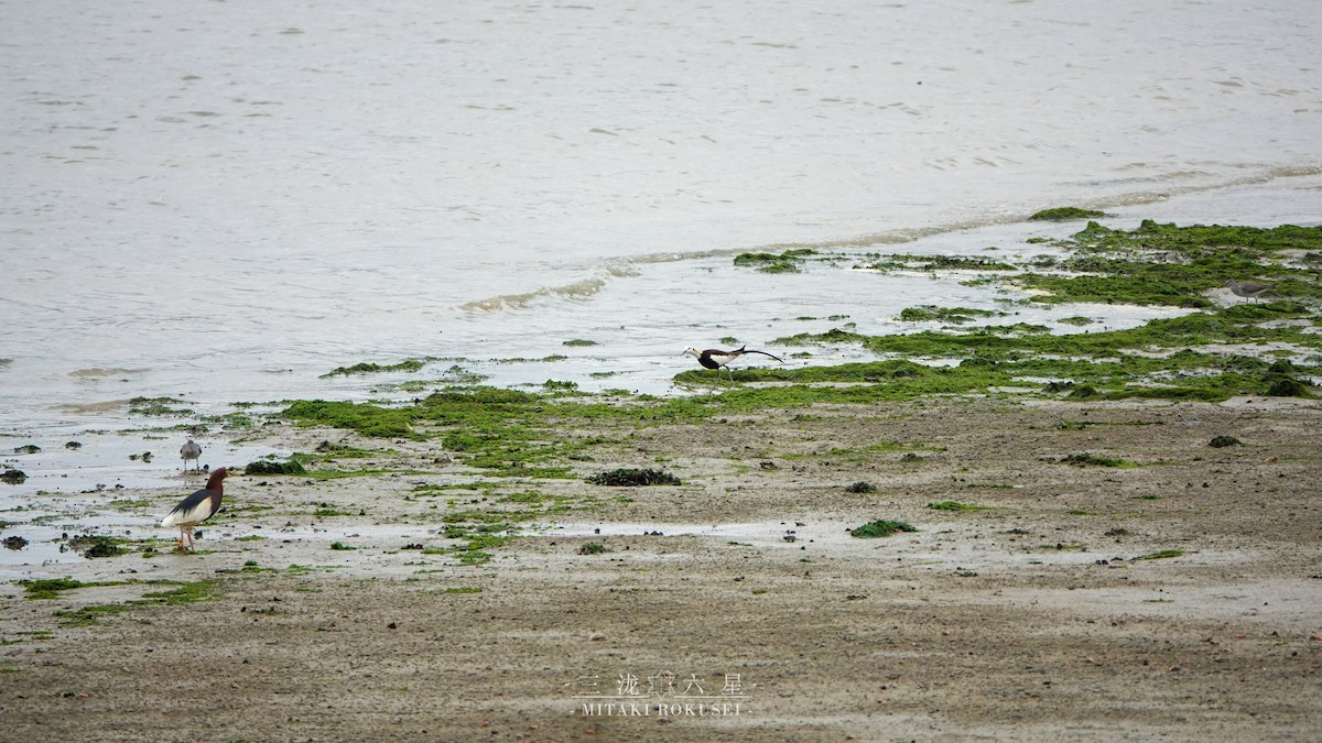 Фазанохвостая якана - ML645041353