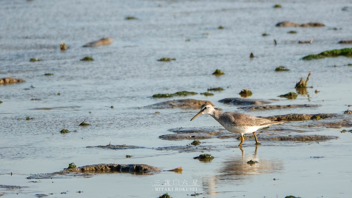 キアシシギ - ML645041433