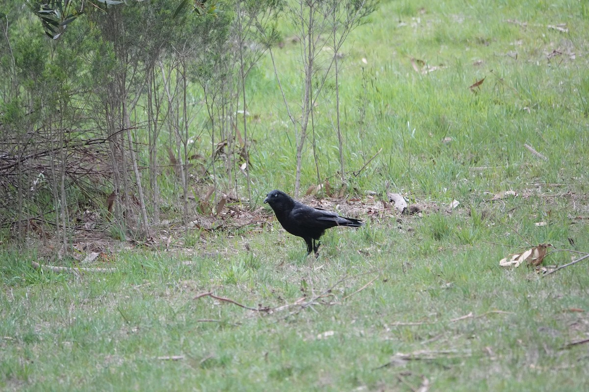 Южноавстралийский ворон - ML645041435