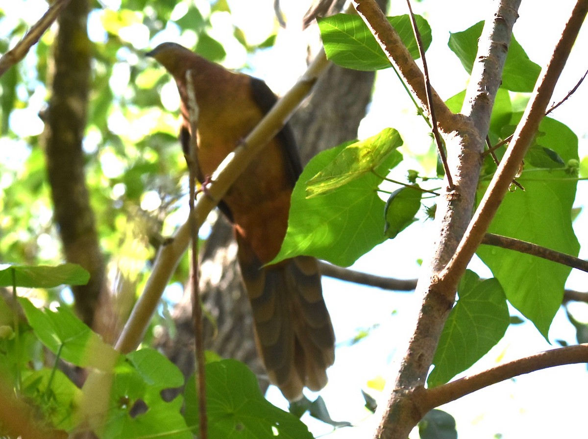 Maronentaube - ML645041454