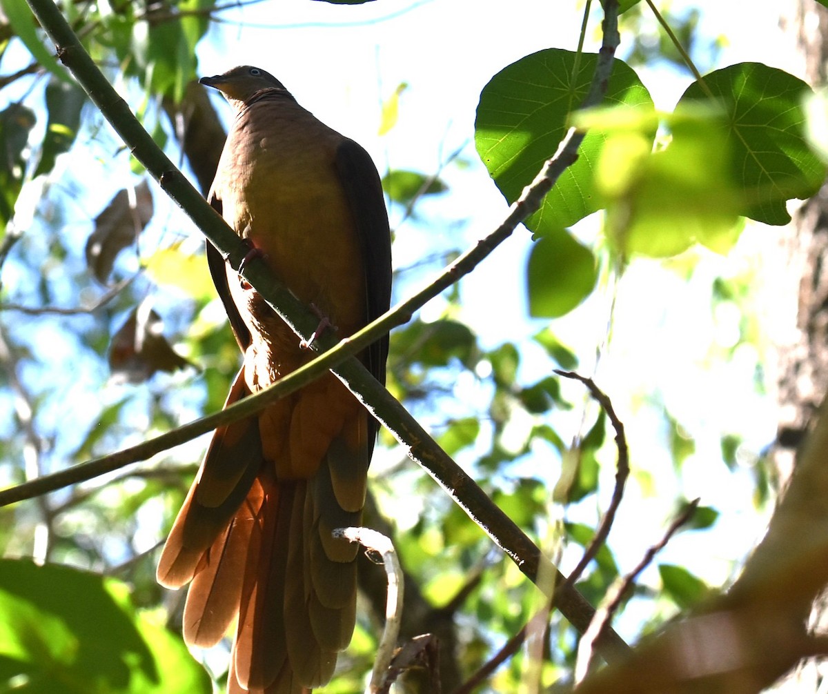 Maronentaube - ML645041456