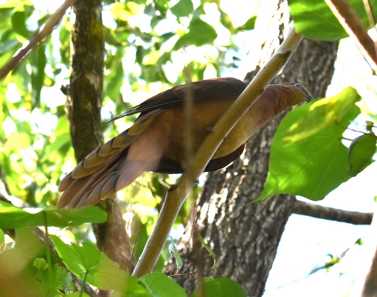 Maronentaube - ML645041457