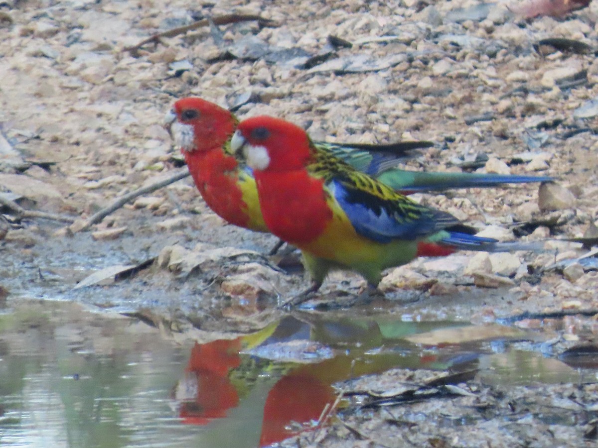 Eastern Rosella - ML645041463