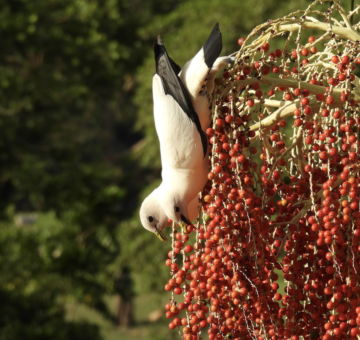 Torresian Imperial-Pigeon - ML645041479