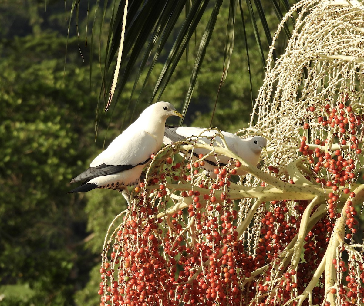 Torresian Imperial-Pigeon - ML645041480