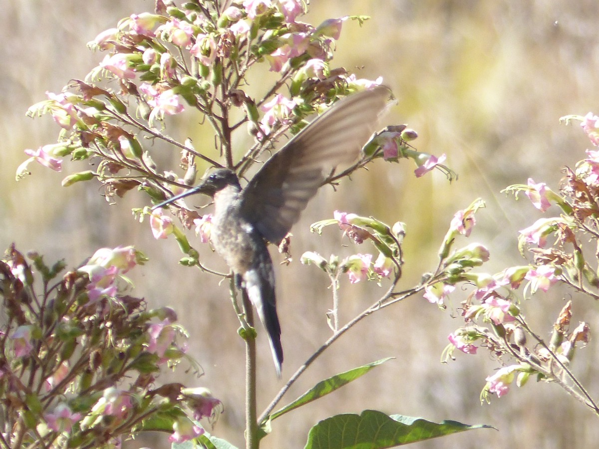 Giant Hummingbird - ML645041485