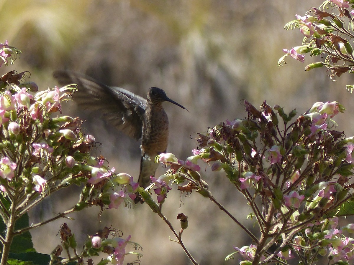 Giant Hummingbird - ML645041489