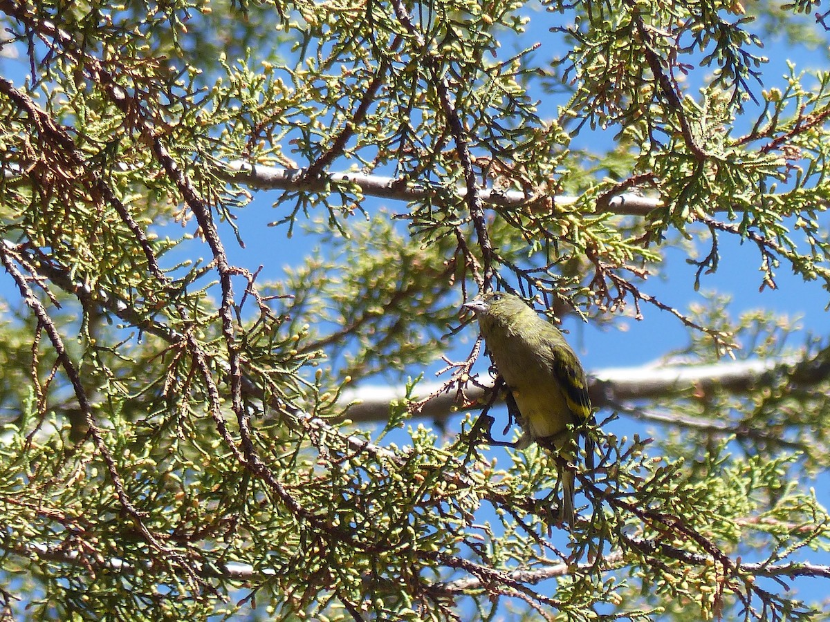 Hooded Siskin - ML645041507