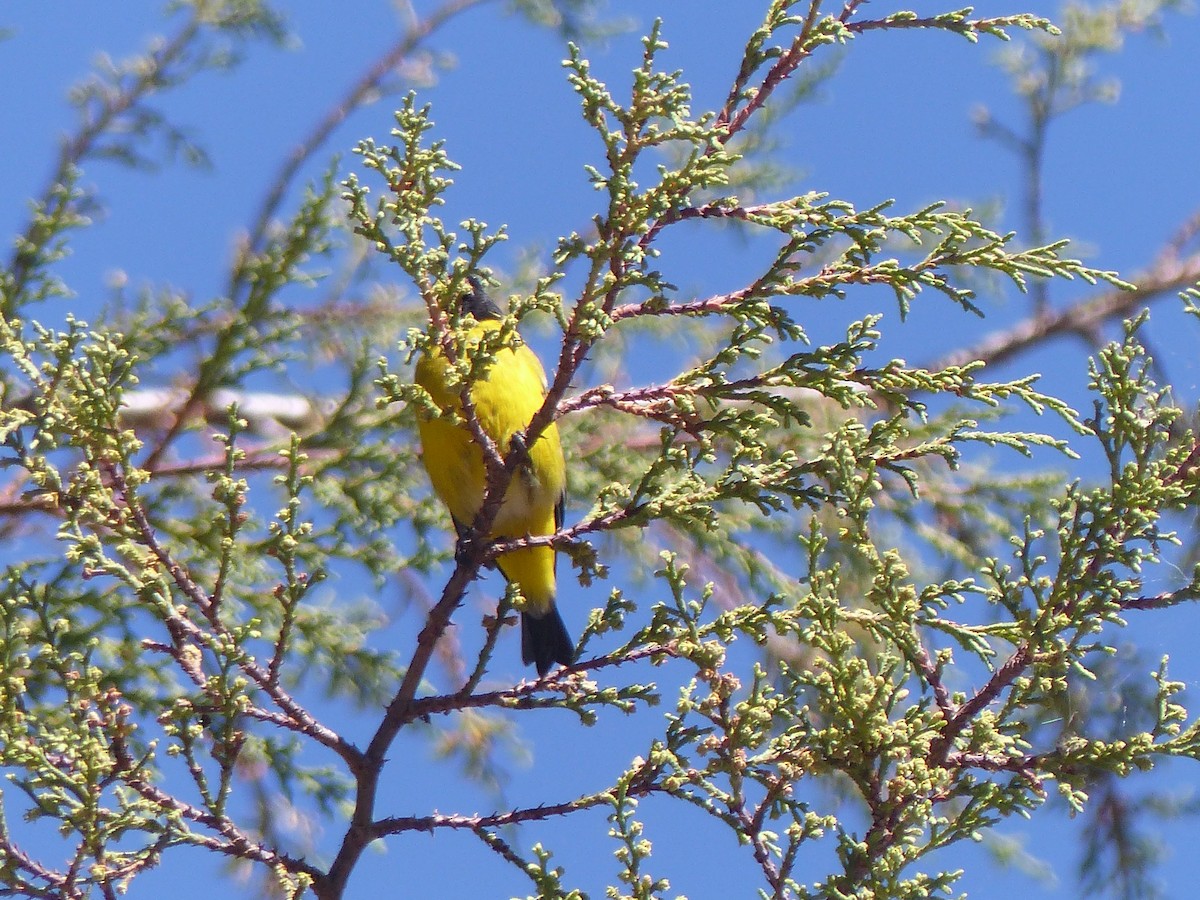 Hooded Siskin - ML645041508