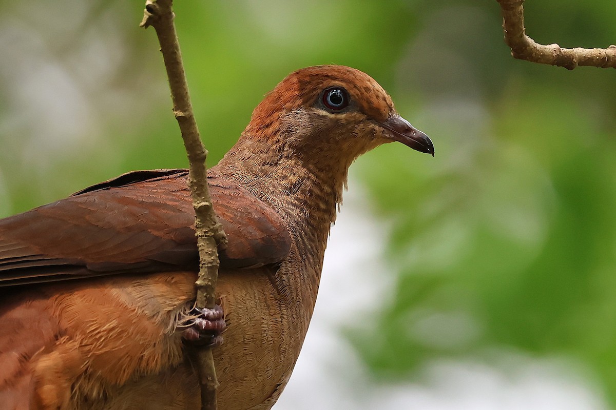 Maronentaube - ML645041510