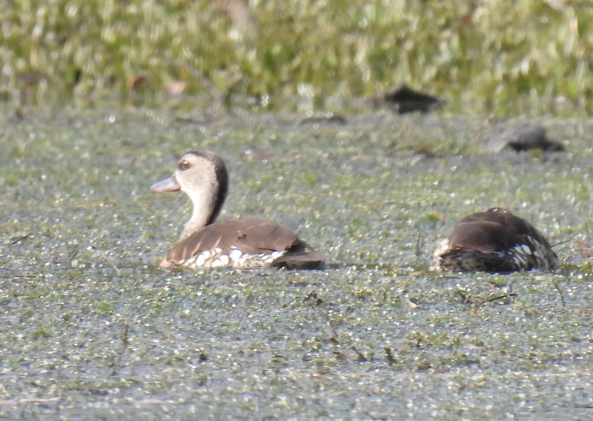 シラボシリュウキュウガモ - ML645041517