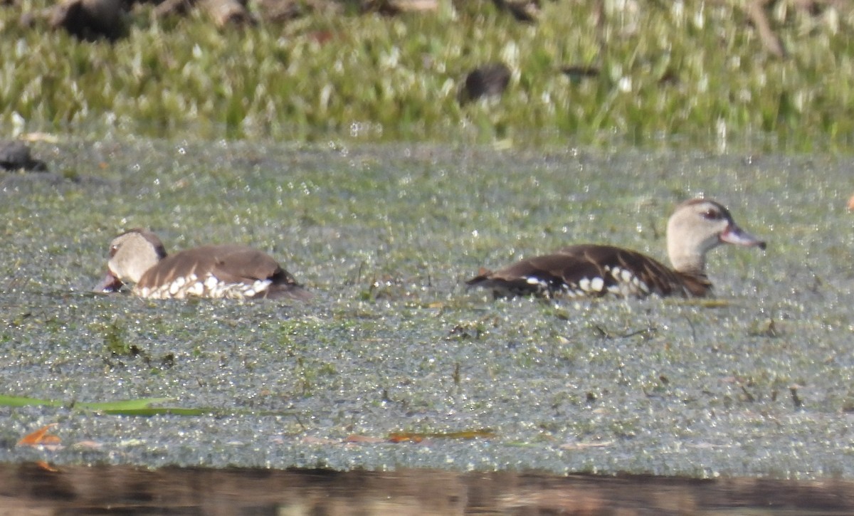 シラボシリュウキュウガモ - ML645041518