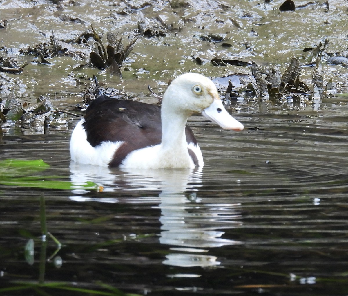 シロガシラツクシガモ - ML645041525