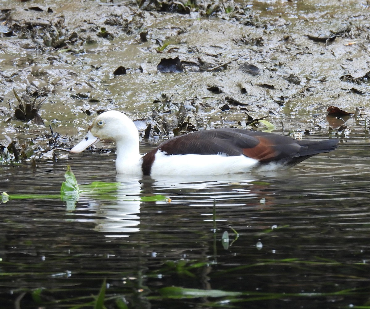 シロガシラツクシガモ - ML645041526