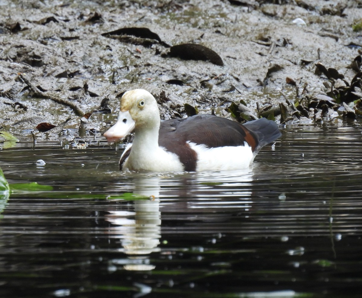 シロガシラツクシガモ - ML645041527