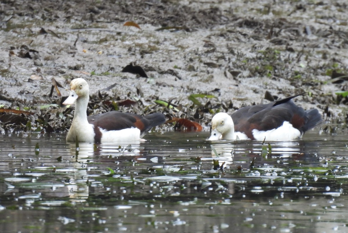 シロガシラツクシガモ - ML645041528
