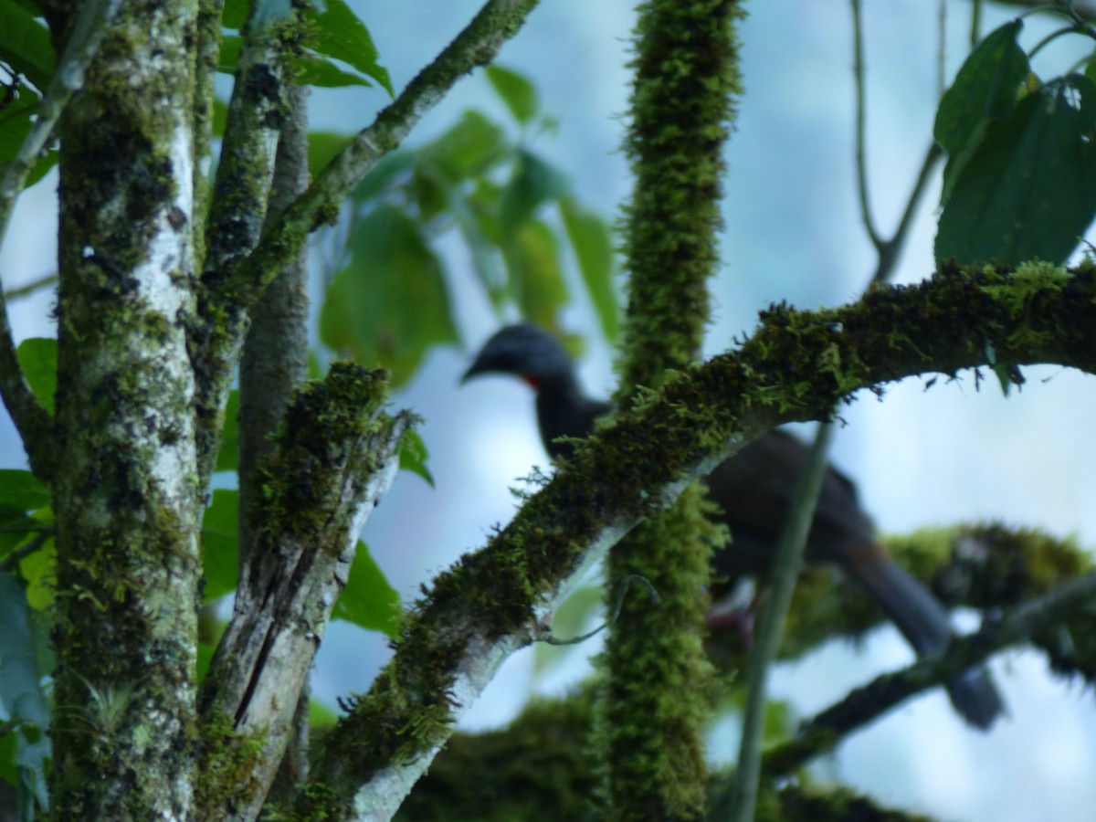 Пенелопа андська - ML645041544