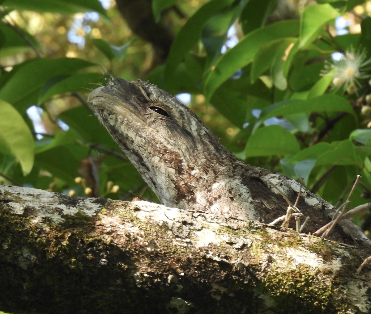 パプアガマグチヨタカ - ML645041549