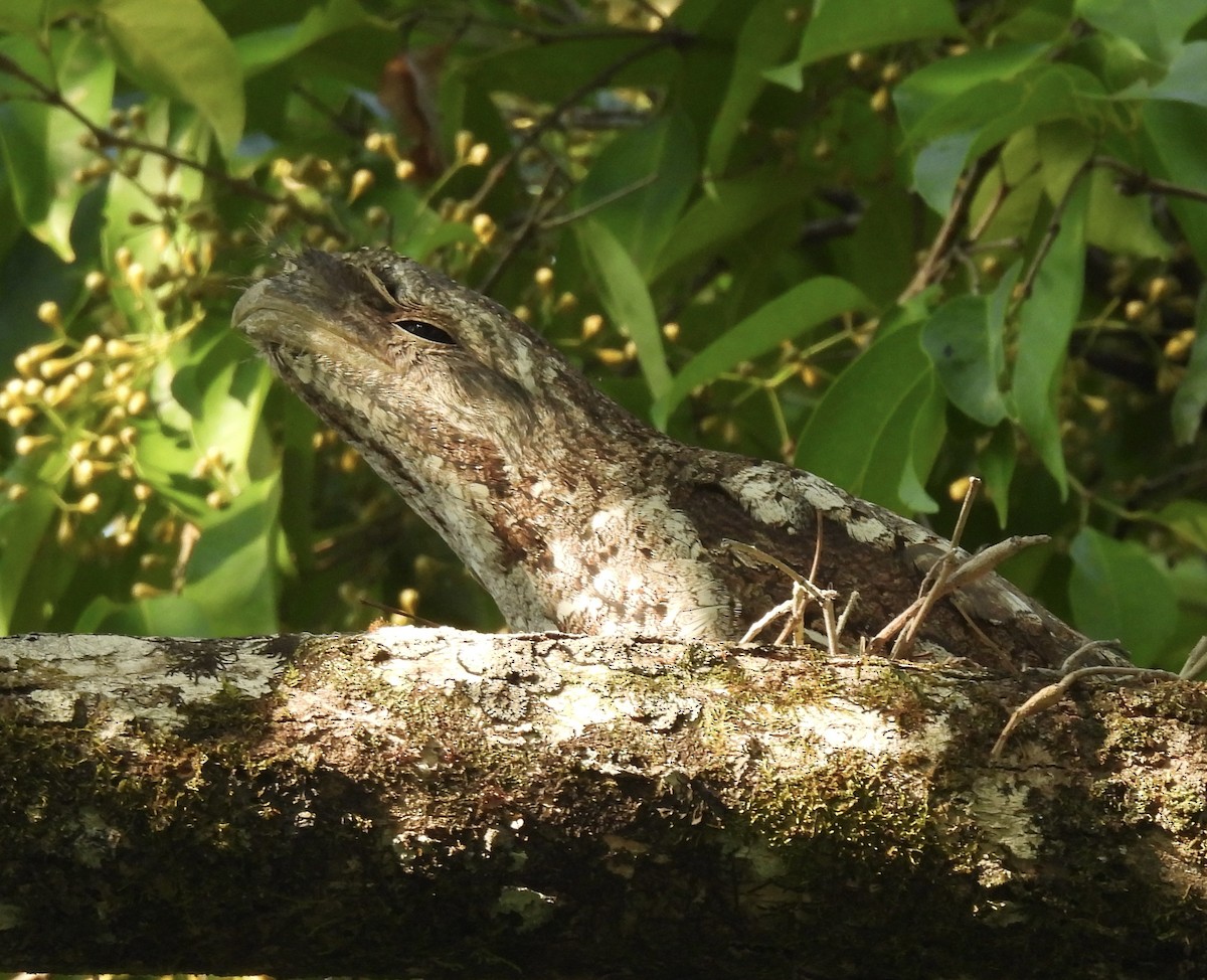 パプアガマグチヨタカ - ML645041550