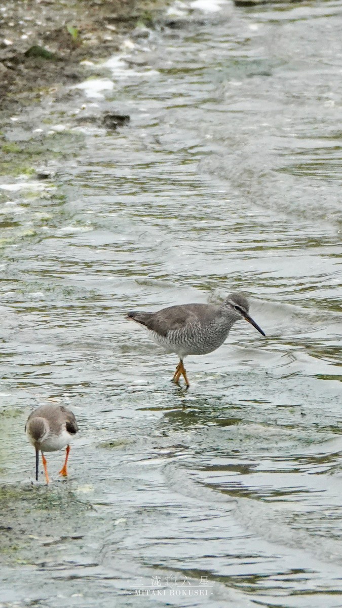 キアシシギ - ML645041580