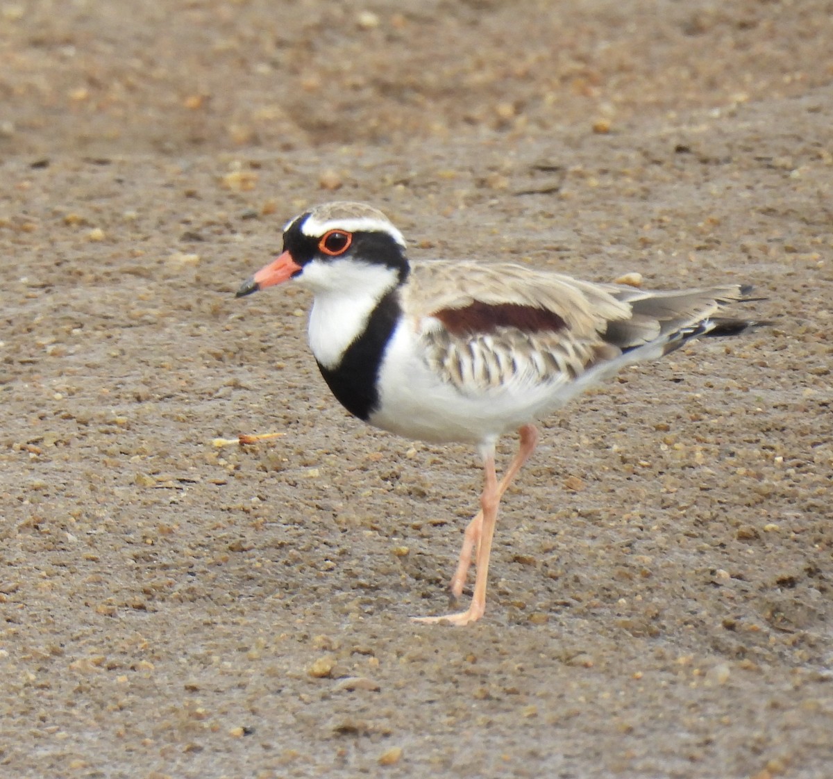 カタアカチドリ - ML645041587