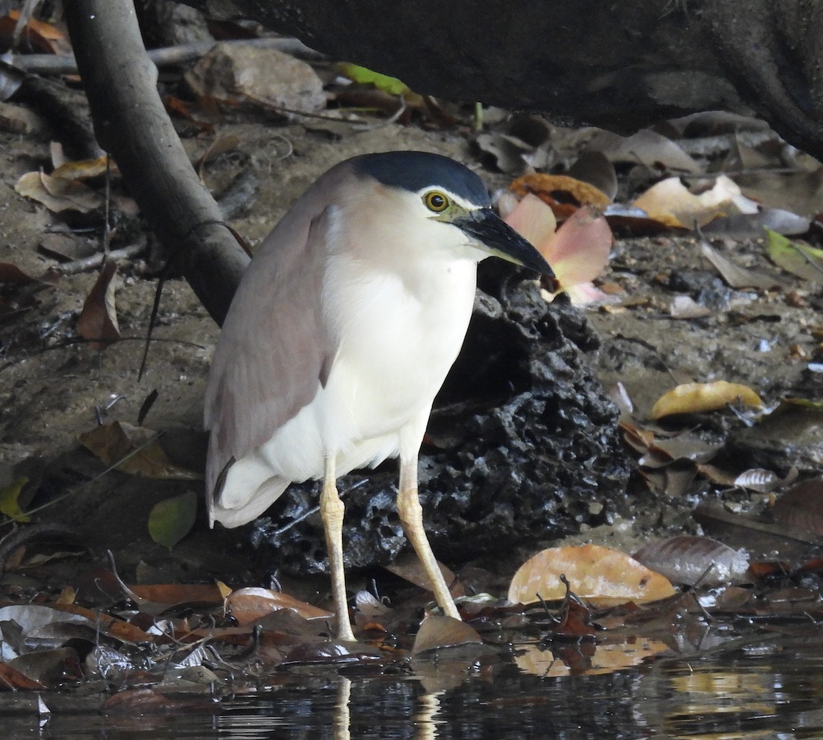 ハシブトゴイ - ML645041595