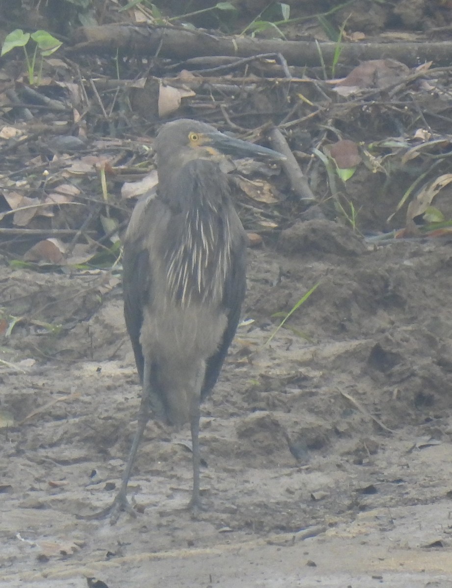 スマトラサギ - ML645041608