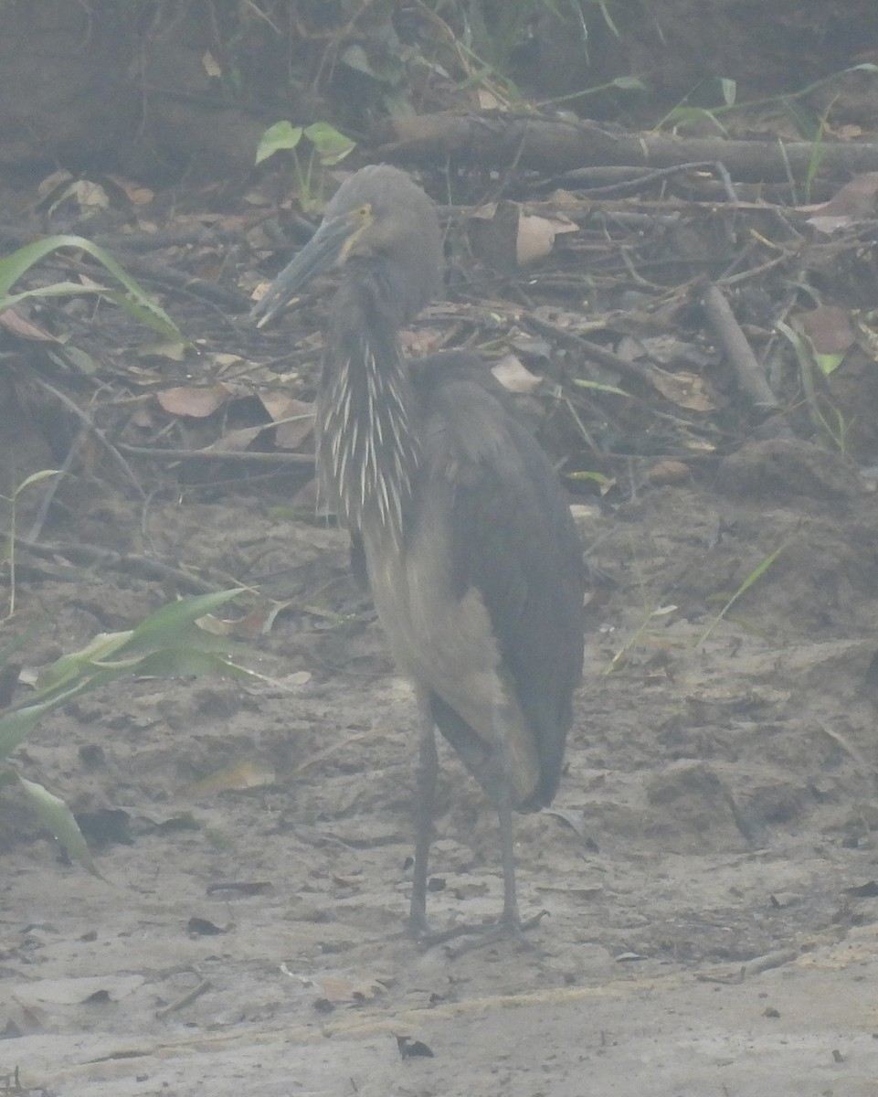 スマトラサギ - ML645041609