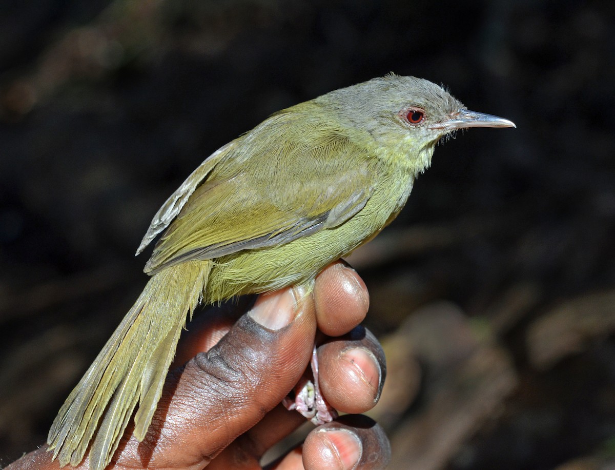 Kretschmer's Longbill - ML645041611