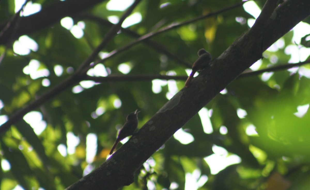 Olivaceous Woodcreeper - ML645041612