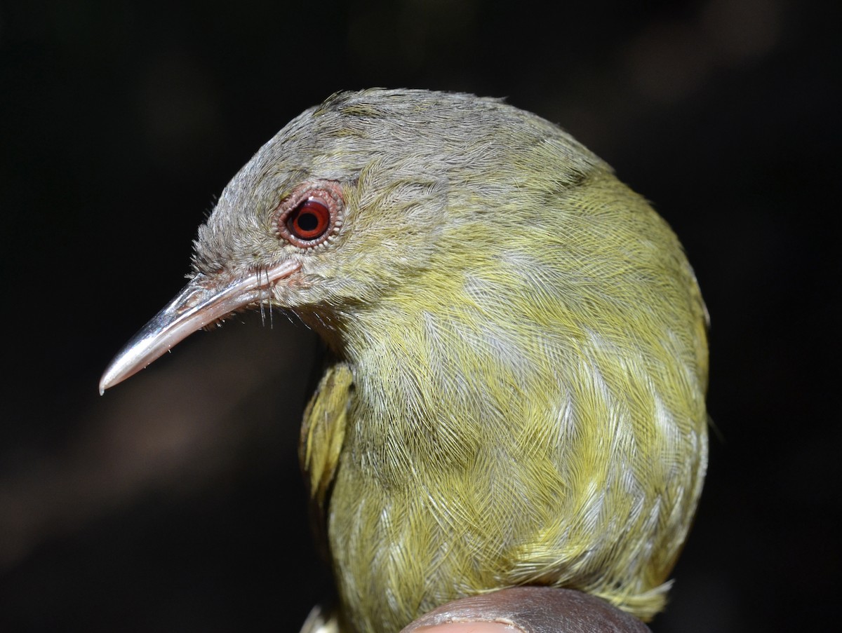 Kretschmer's Longbill - ML645041614