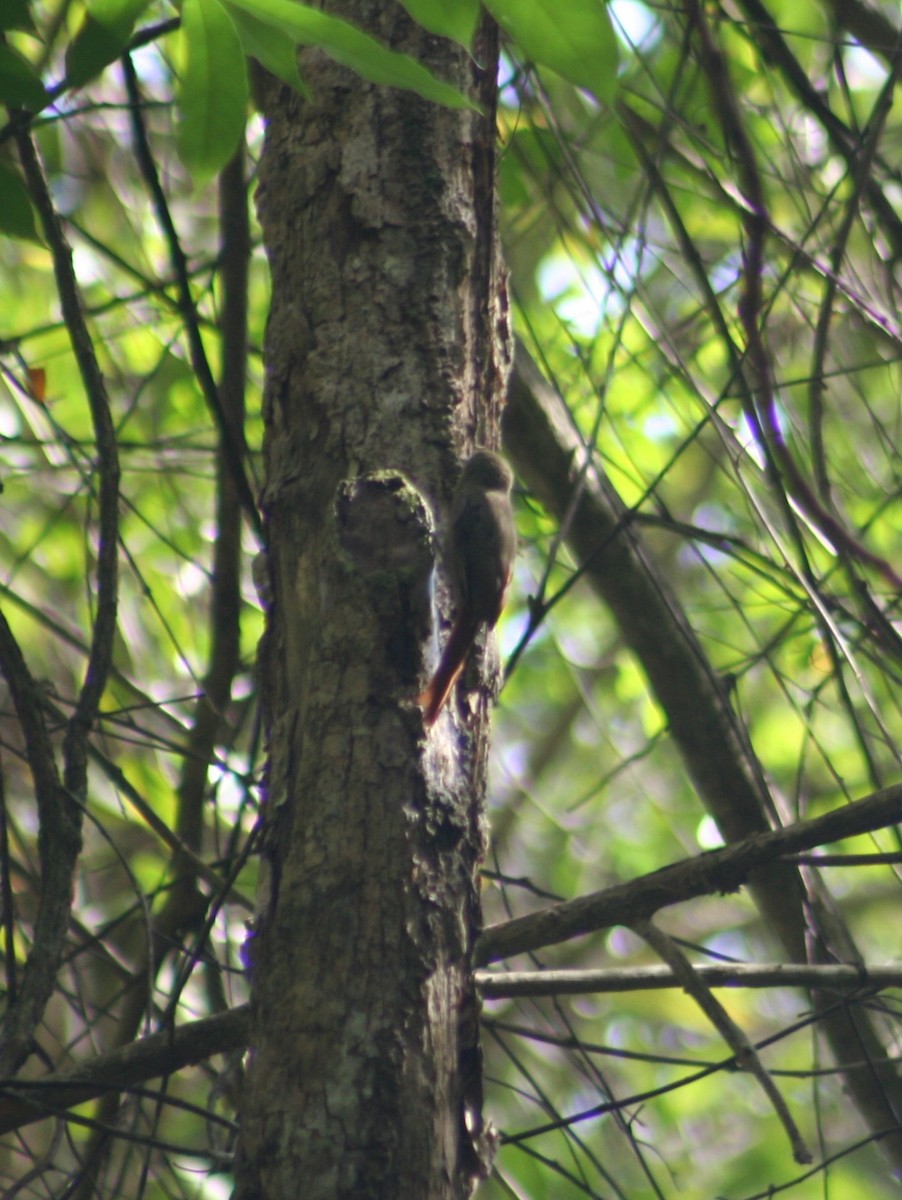 Olivaceous Woodcreeper - ML645041618