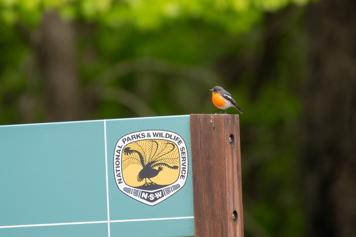 Flame Robin - ML645041623