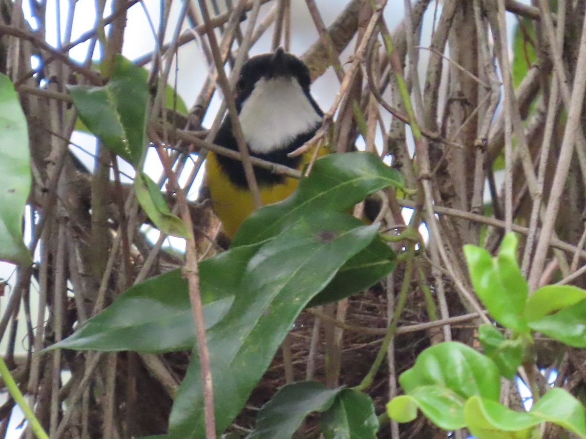 Golden Whistler (Eastern) - ML645041624
