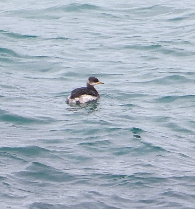Red-necked Grebe - ML645041628