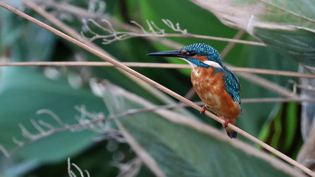 Common Kingfisher - ML645041630