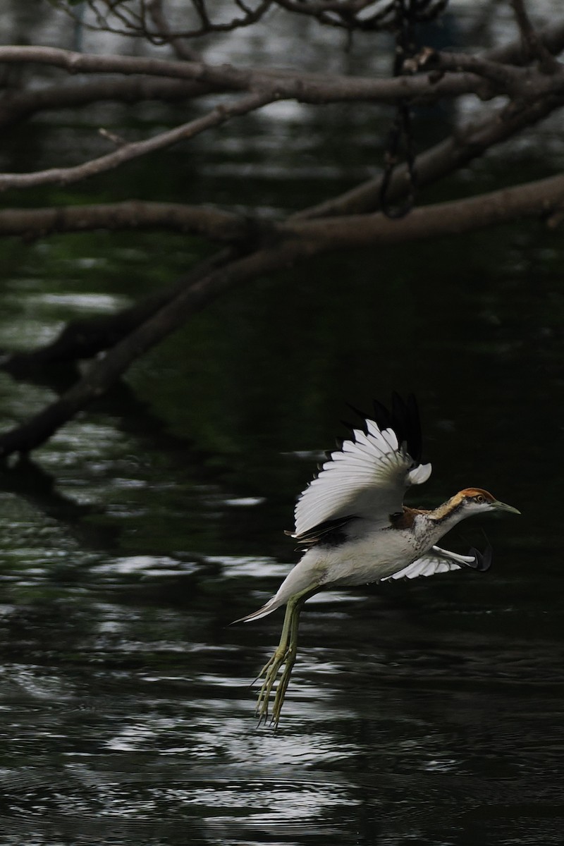 Фазанохвостая якана - ML645041633