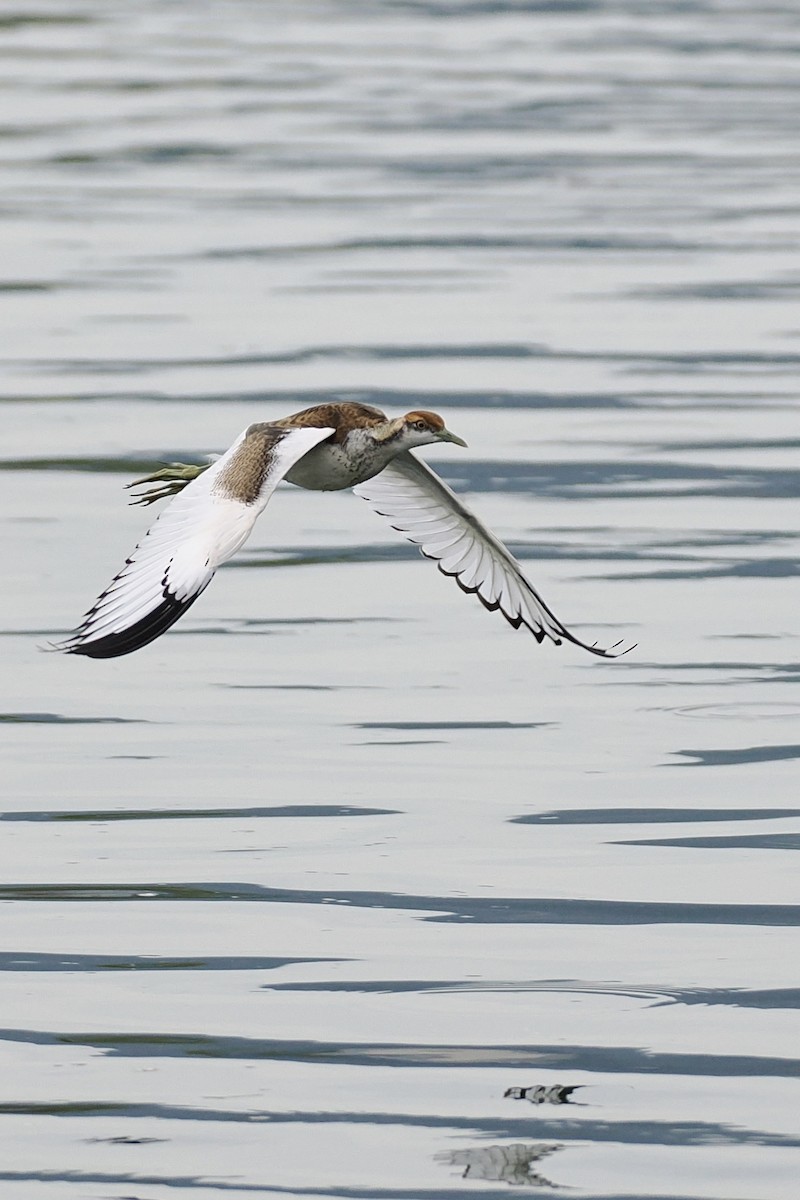 Фазанохвостая якана - ML645041634