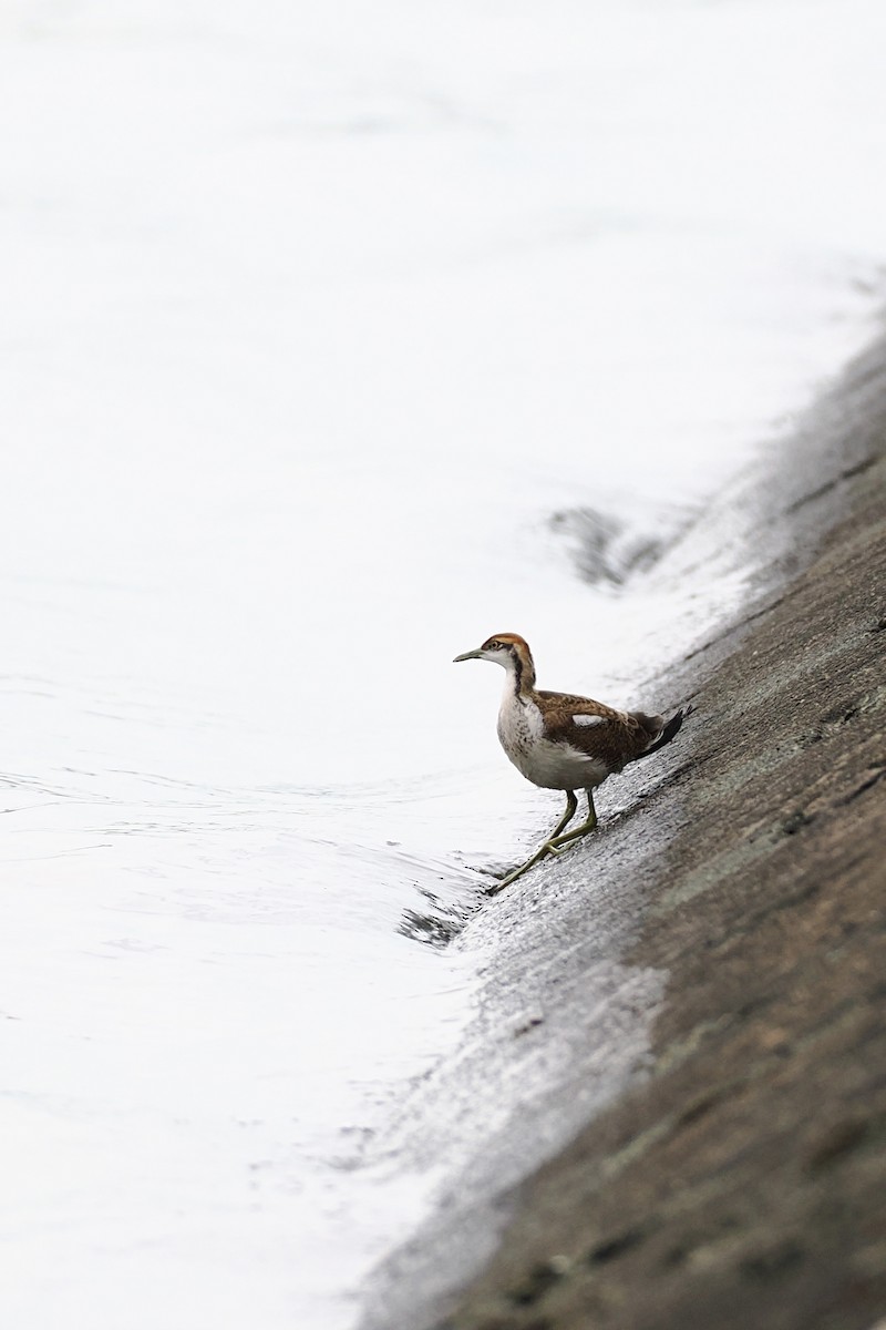 Фазанохвостая якана - ML645041636