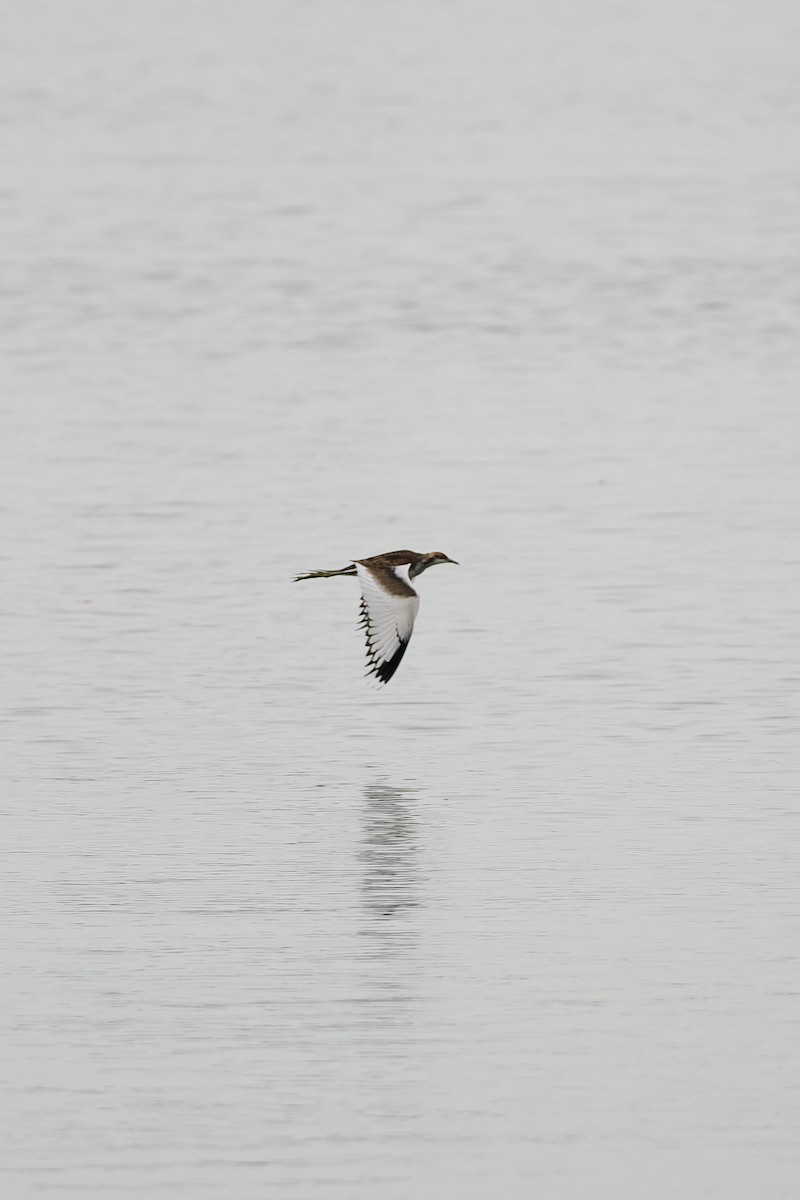 Фазанохвостая якана - ML645041637