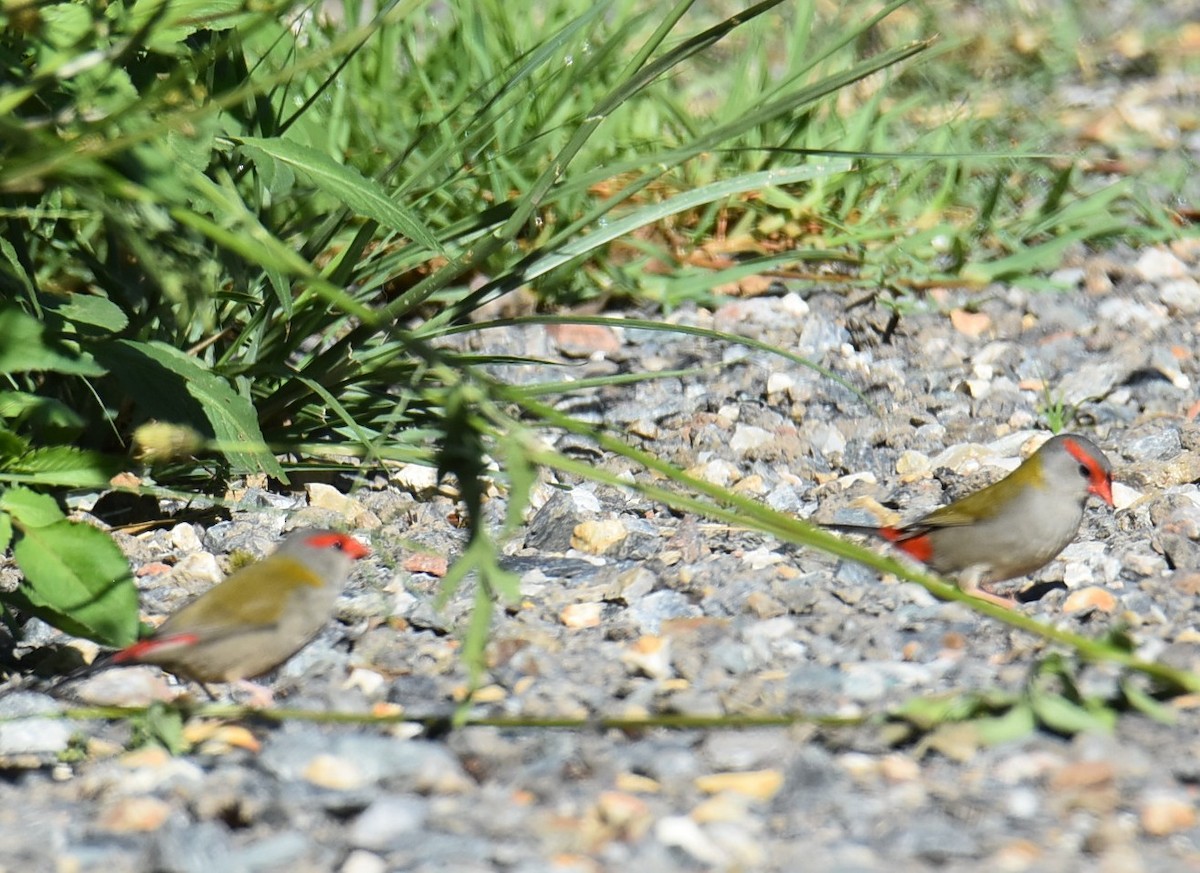 Al Kaşlı Belikınalı - ML645041654