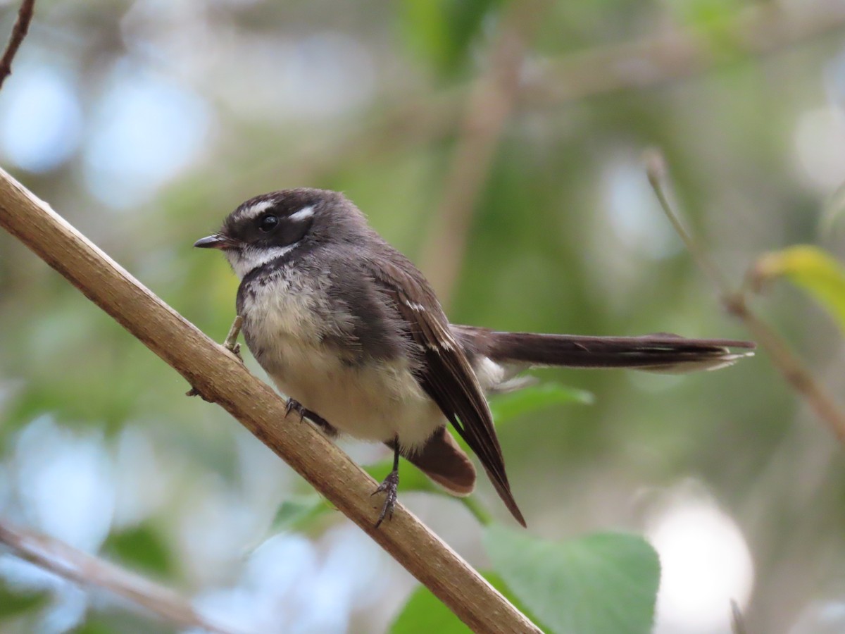 Gray Fantail - ML645041660